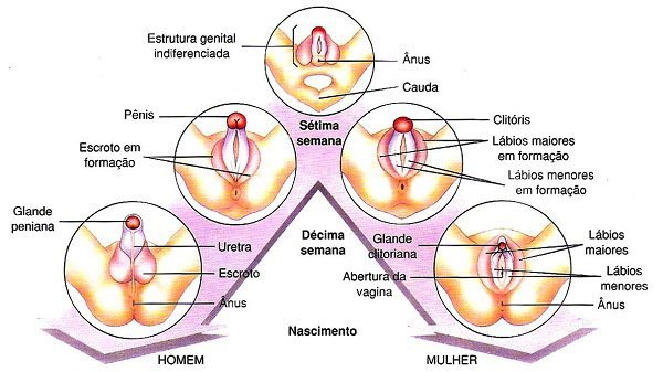 Anatomia do Clitóris em Comparação com o Pênis