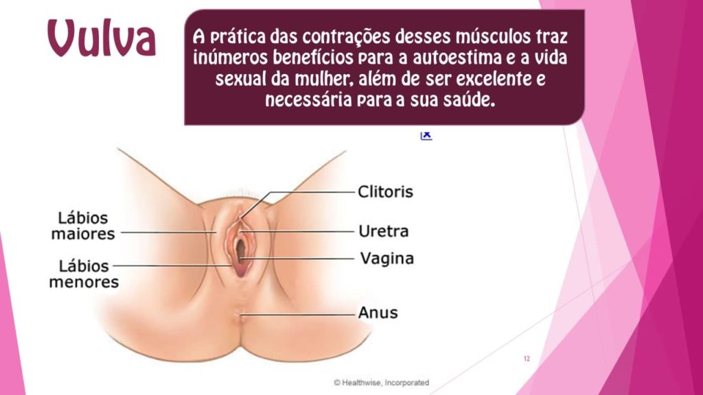 Vulva Vulva