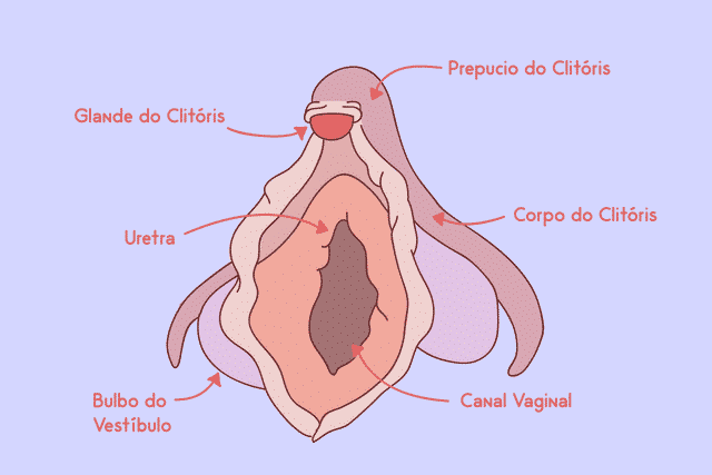 Conhecendo a Anatomia do Clitóris