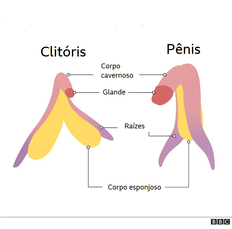 semelhanca entre clitoris e penis debora martins